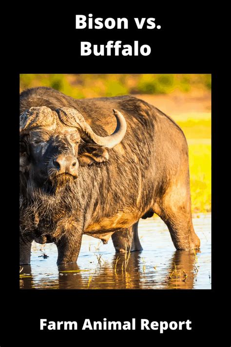 yak vs bison|11 Differences: Bison vs Buffalo vs Yak .